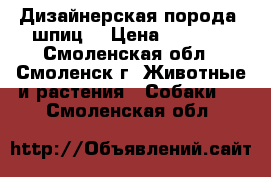 Дизайнерская порода (шпиц) › Цена ­ 4 000 - Смоленская обл., Смоленск г. Животные и растения » Собаки   . Смоленская обл.